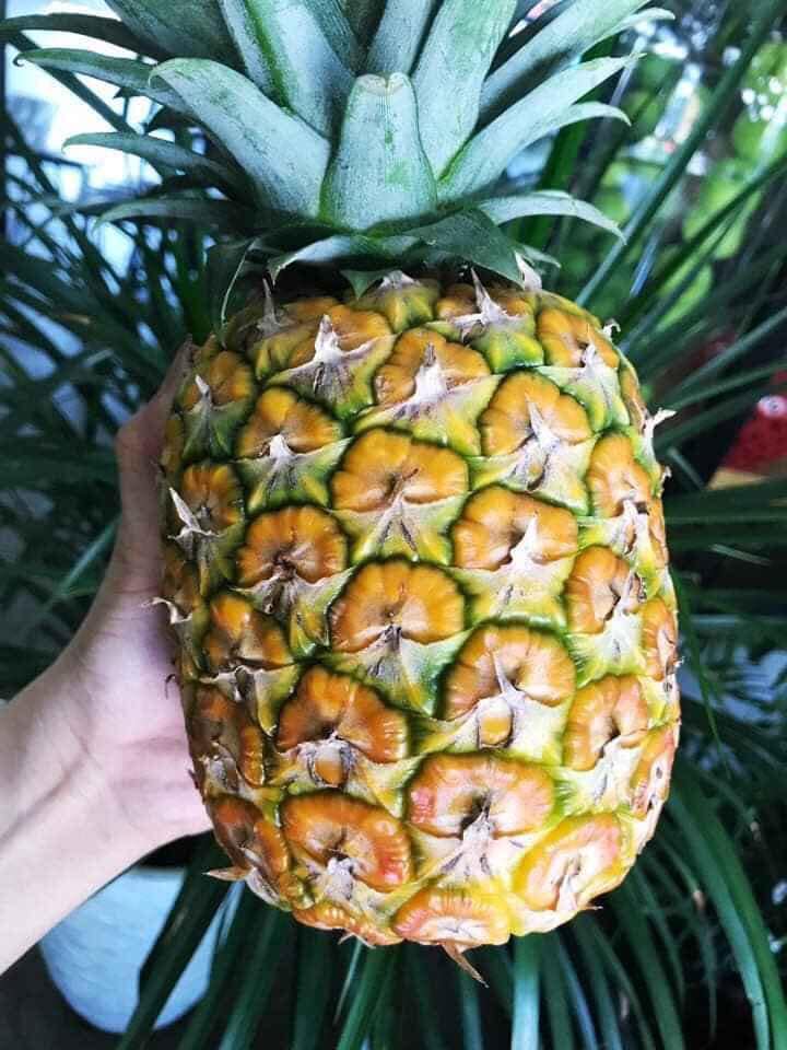 Dứa mật Cayenne ngon khó cưỡng – đặc sản Lâm Đồng - Vườn nhà Trinh