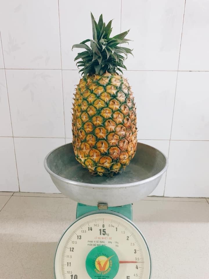 Dứa mật Cayenne ngon khó cưỡng – đặc sản Lâm Đồng - Vườn nhà Trinh
