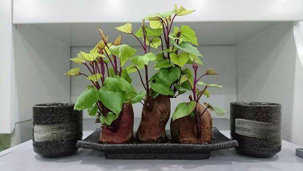 Trồng khoai lang phiên bản bonsai gây sốt, mất vài nghìn mà “chảnh” như tiền triệu - 2