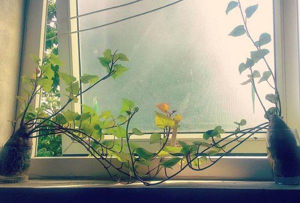 Trồng khoai lang phiên bản bonsai gây sốt, mất vài nghìn mà “chảnh” như tiền triệu - 5