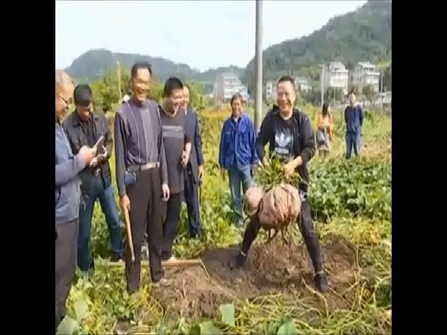 Nông dân Trung Quốc thu hoạch củ khoai lang 41 kg