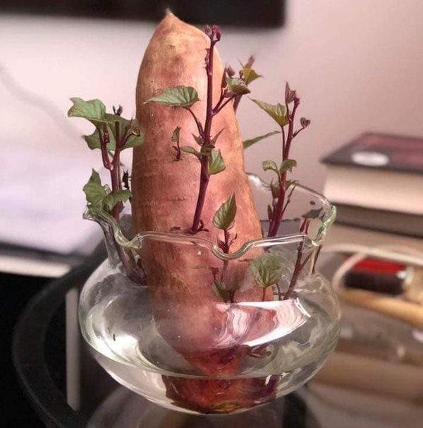 Trồng khoai lang phiên bản bonsai gây sốt, mất vài nghìn mà “chảnh” như tiền triệu - 1