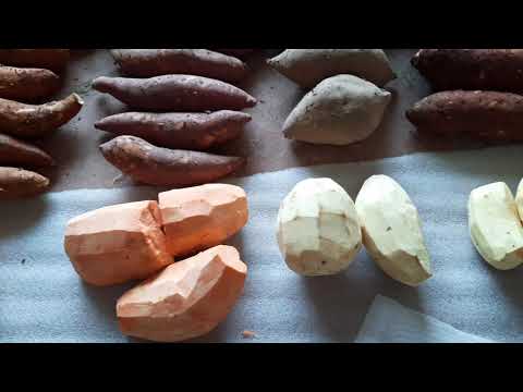 cách nấu khoai lang mật - Cách phân biệt củ khoai lang mật nghệ Lộc Bình