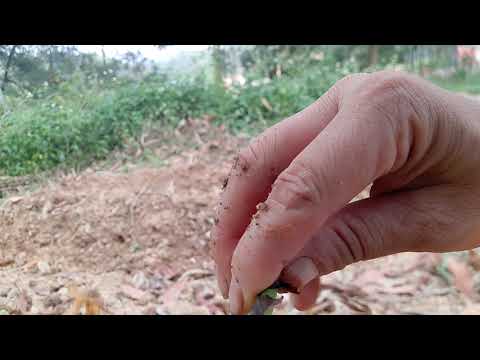 cách nấu khoai lang mật - Cách trồng khoai lang mật nghệ Lộc Bình