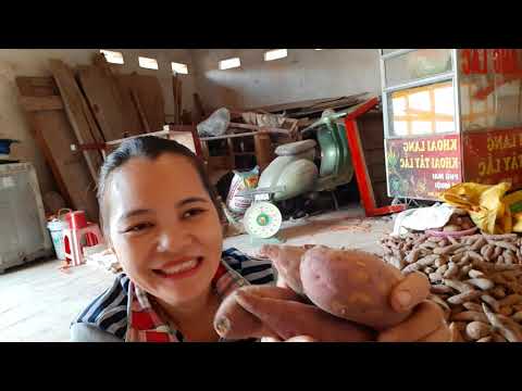 cách nấu khoai lang mật - Giới thiệu về củ khoai lang mật nghệ Lộc Bình, Lạng Sơn.