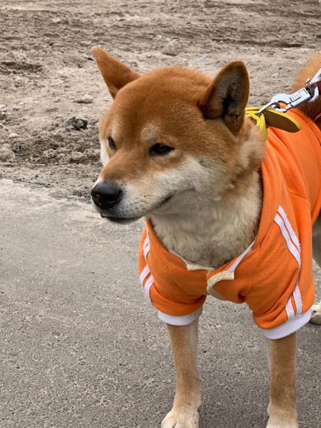 Kỳ lạ chủ quán khoai lang nướng ở Nhật Bản lại là…1 chú chó - 2
