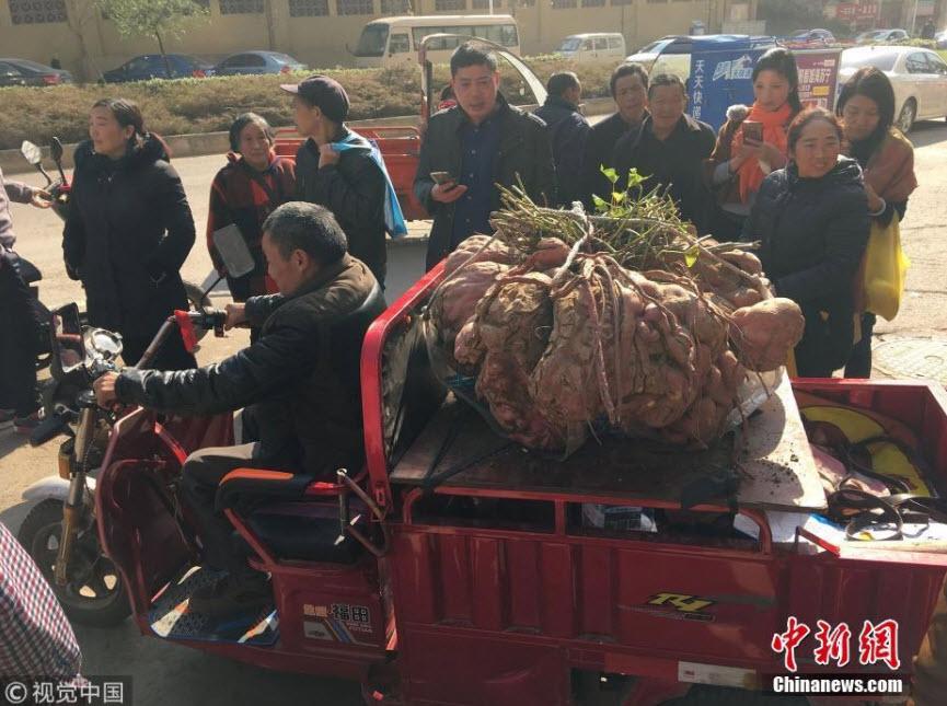 Củ khoai lang khổng lồ 119 kg của lão nông Trung Quốc khiến nhiều người sửng sốt - 3