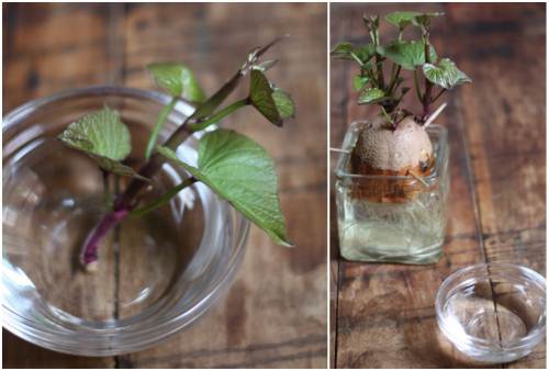 Cách trồng khoai lang trong bao đất bằng mầm ươm từ củ khoai - 7