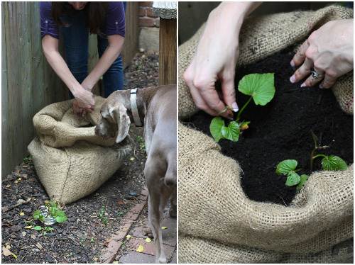 Cách trồng khoai lang trong bao đất bằng mầm ươm từ củ khoai - 9