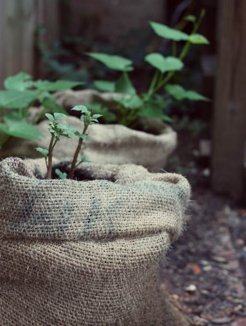 Cách trồng khoai lang trong bao đất bằng mầm ươm từ củ khoai - 10