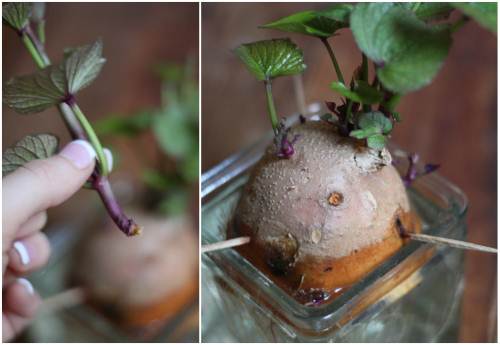 Cách trồng khoai lang trong bao đất bằng mầm ươm từ củ khoai - 6