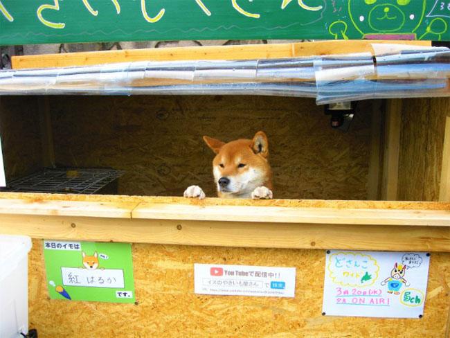 Kỳ lạ chủ quán khoai lang nướng ở Nhật Bản lại là…1 chú chó - 1