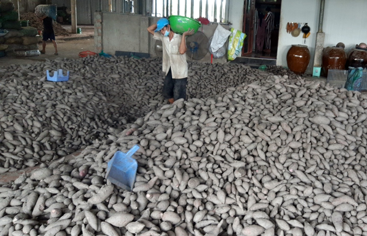 Khoai lang thu mua được tập kết về kho của một  HTX tại huyện Bình Tân, tỉnh Vĩnh Long, ngày 17/9. Ảnh: Châu Thành