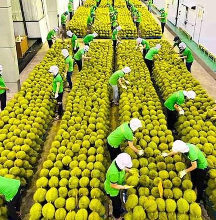  Kiểm tra chất lượng sầu riêng xuất khẩu sang thị trường Trung Quốc tại Công ty Cổ phần Tập đoàn xuất-nhập khẩu trái cây Chánh Thu, Bến Tre. Ảnh: VY THU