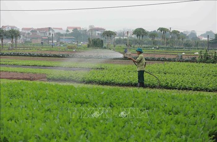 Nông dân chăm sóc rau trên cánh đồng xã Tiền Yên, huyện Hoài Đức (Hà Nội). Ảnh minh họa: Vũ Sinh/TTXVN